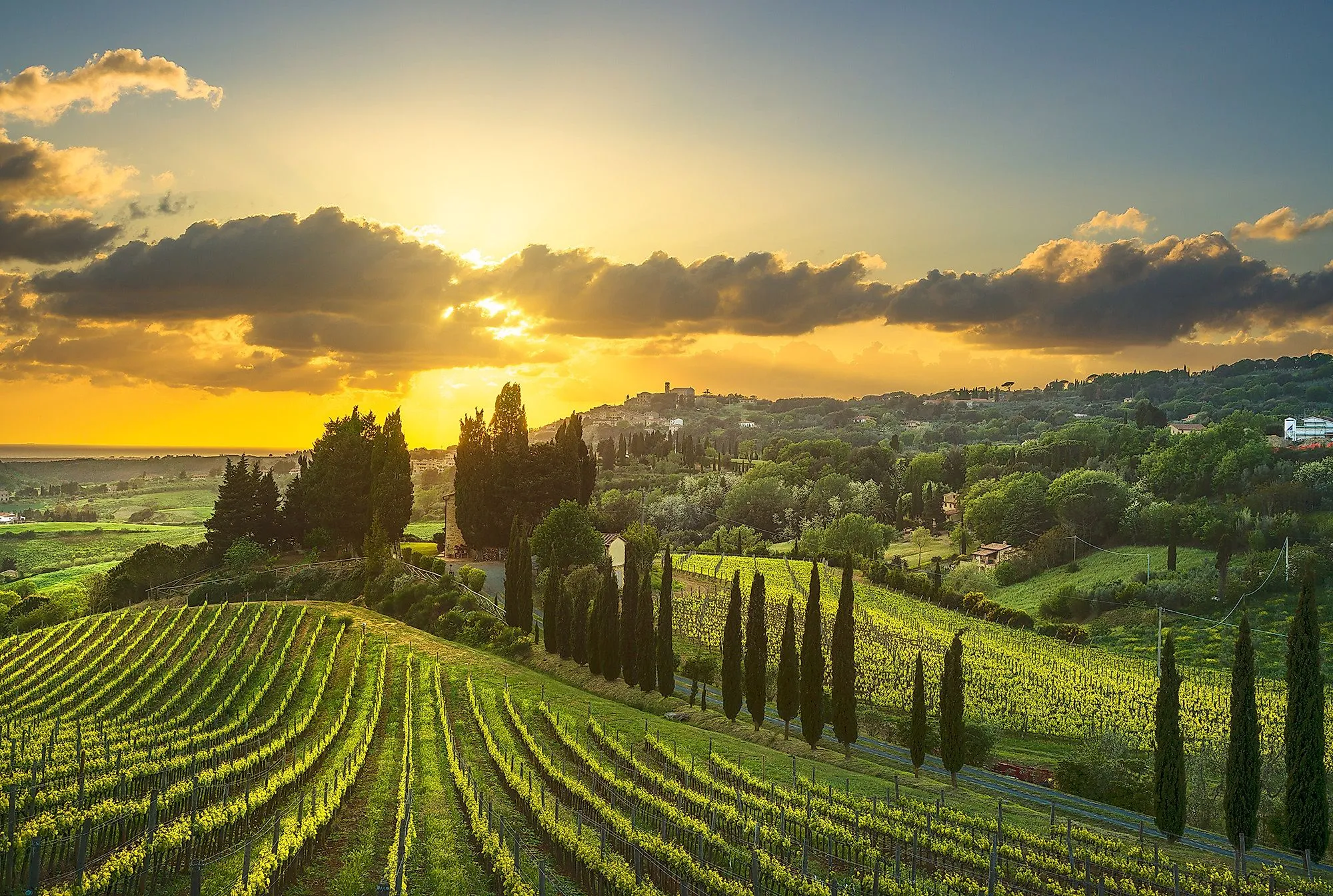 Weinberge in der Maremma-Region der Toskana bei Sonnenuntergang mit Zypressen und sanften Hügeln.