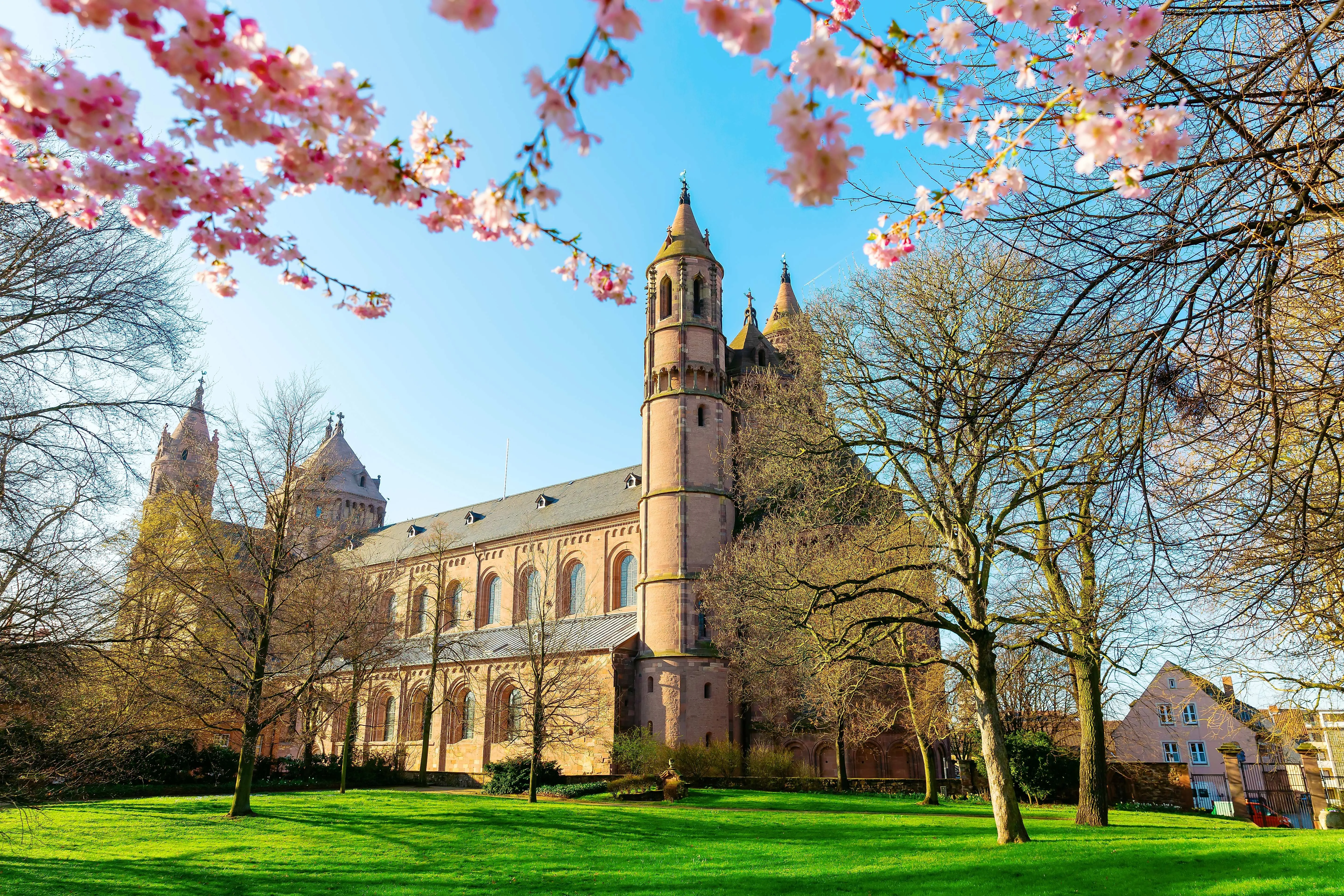 Die imposante Kathedrale von Worms umrahmt von blühenden Kirschbäumen im Frühling.