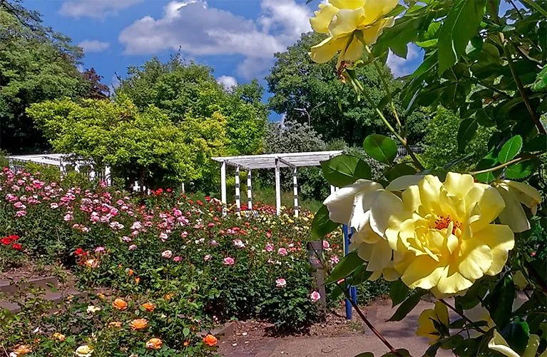 Colorful flowers and white pavilions in the Bad Mergentheim spa gardens on a sunny summer's day.