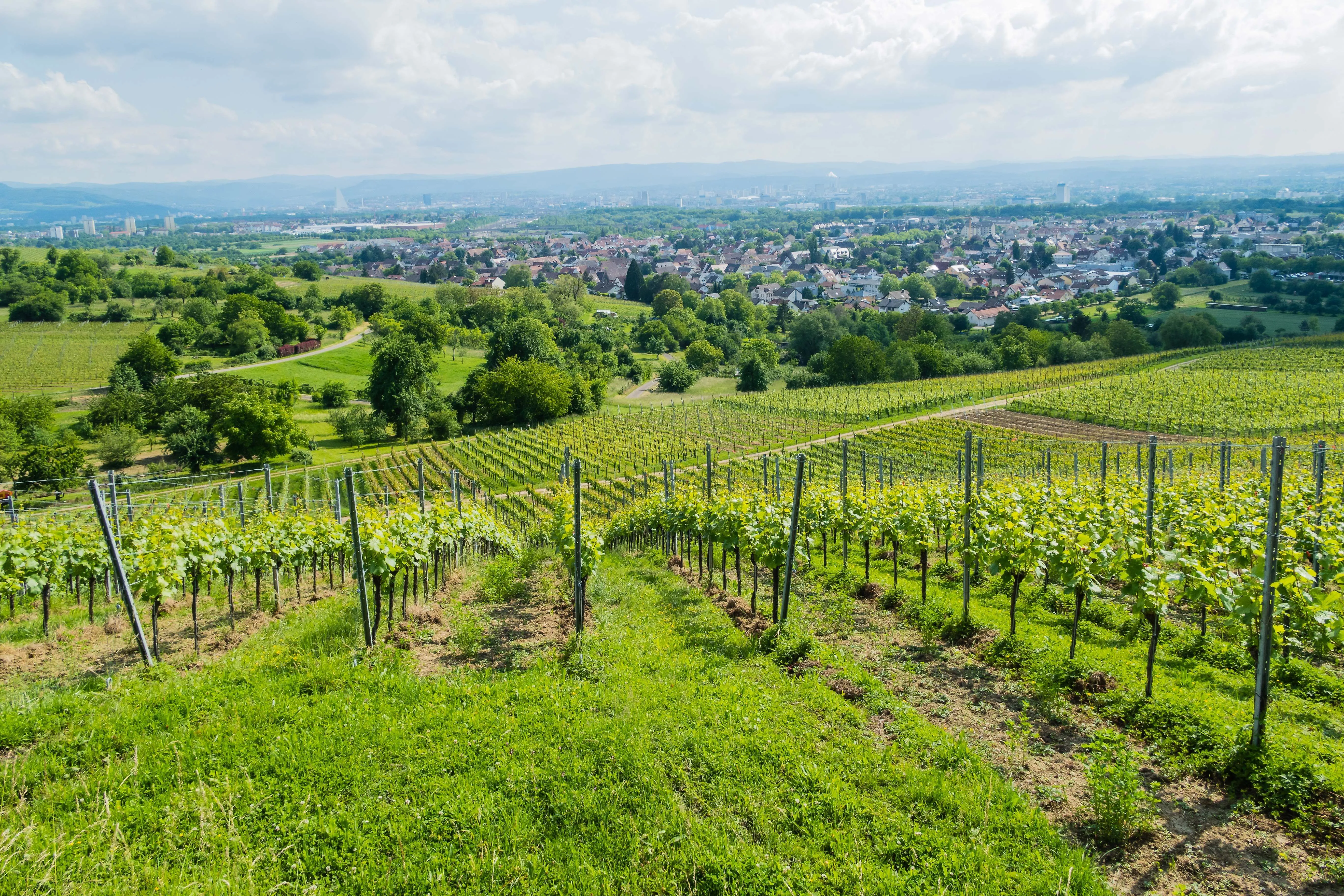 Vignobles près de Weil am Rhein avec vue sur la ville et paysage vallonné sous le soleil